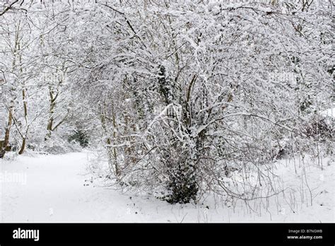 Snow Covers Trees On A Pedestrian Path In North London Stock Photo Alamy