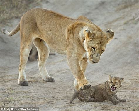 African Lion Cub Teases His Mother After He Rolls In The Mud In Kenyas