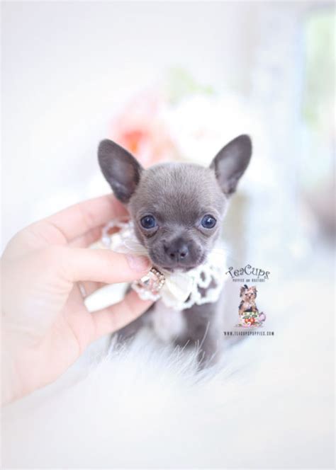 Find dogs and puppies for sale, near you and across australia. Teacup Chihuahuas and Chihuahua Puppies For Sale by ...