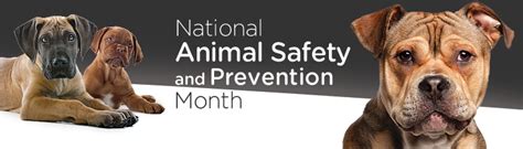National Animal Safety And Prevention Month