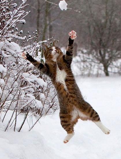 14 Adorable Funny Pictures Of Cats First Time In The Snow Viral Cats Blog