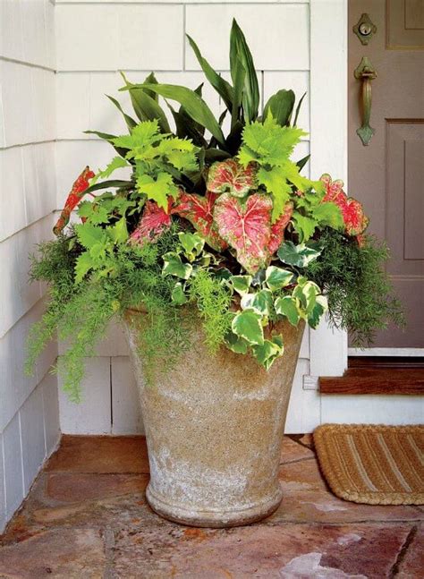 Container Plants For Shade · Cozy Little House