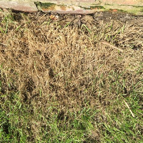 Problems With A Newly Turfed Lawn — Bbc Gardeners World Magazine