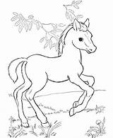 Coloring Horse Herd Getcolorings Realistic Wild sketch template