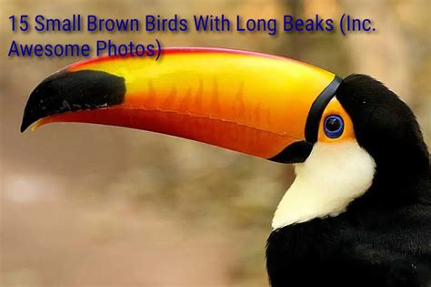 15 Small Brown Birds With Long Beaks Inc Awesome Photos Birds Advice