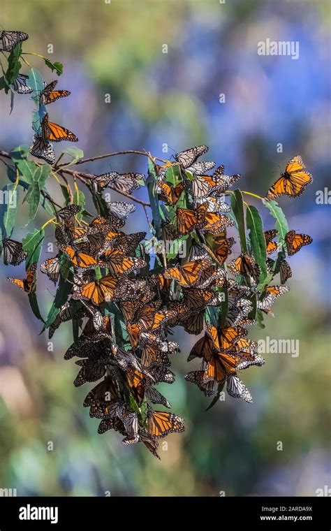 Monarch Butterflies Danaus Plexippus Wintering In A Dense