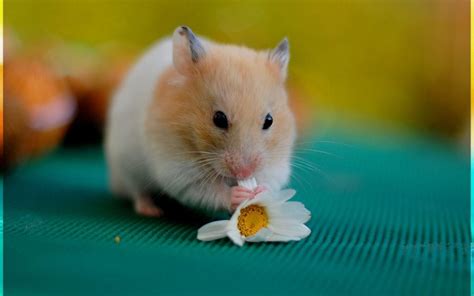 Cute Hamster Wallpapers Top Free Cute Hamster Backgrounds