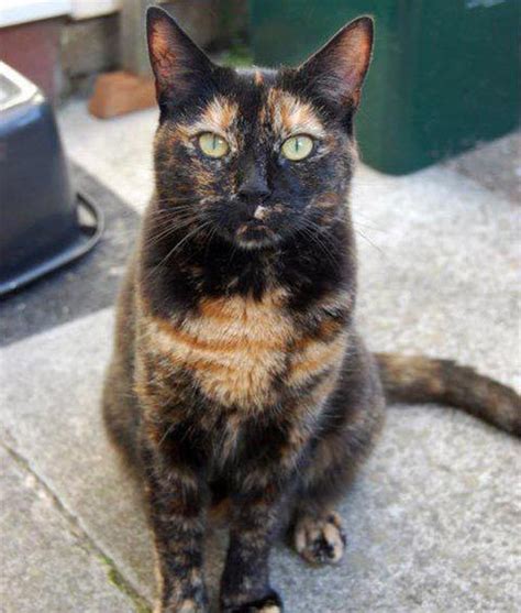 93 Best Images About Tortie Cats On Pinterest Calico