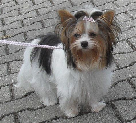 Biewer Terrier Dog Breed Info Pictures Personality And Facts Doggie