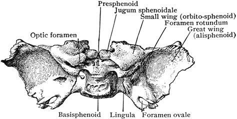 Sphenoid Bone At Birth From Behind Clipart Etc