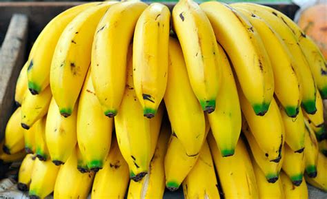Banano Banana Plátano Cambur Topocho O Guineo Bananotecnia