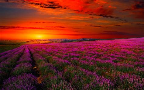 Lavender Field Sunset Wallpaper And Background Image 1440x900
