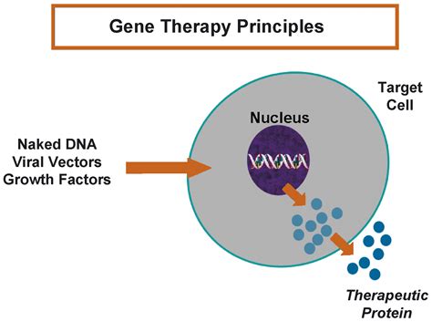 Gene Therapy For Erectile Dysfunction Fact Or Fiction European Urology