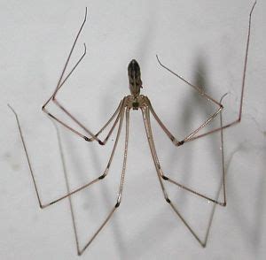 These spiders will eat other spiders, even black widows. Cellar Spider. NZ. Treat this as your friend despite it ...