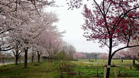 The site owner hides the web page description. 東京都東村山中央公園の2012年春（2）・・桜満開 - いみしん新聞・常陸の国