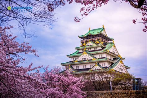 Saigontourist Du Lịch Nhật Bản Osaka Kyoto Vườn Trái Cây Núi