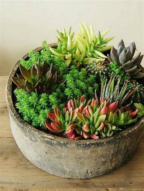 47 How To Make An Indoor Succulent Dish Garden 33 Succulents