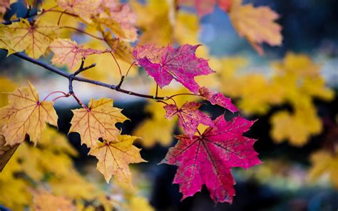 Wallpaper Autumn Purple And Yellow Maple Leaves 3840x2160 Uhd 4k