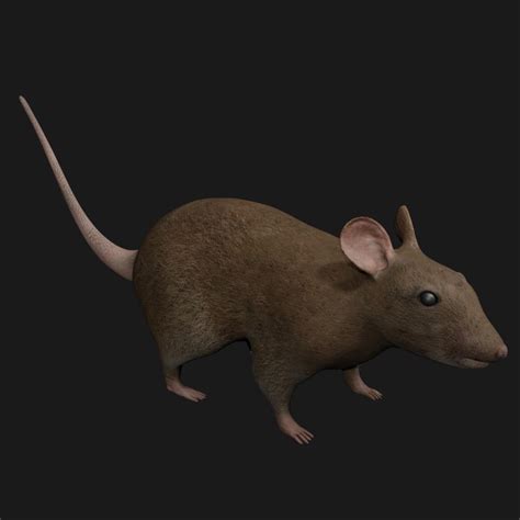 Brown Mouse 3d Model Rigged And Low Poly Game Ready Team 3d Yard