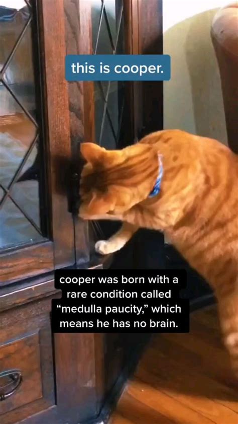Forbiddencatmemes On Instagram Its A Less Known Genetic Condition But Orange Cats Also Have