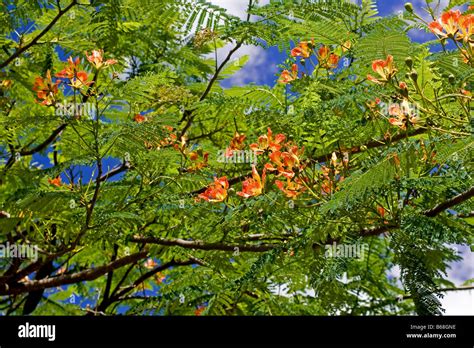 Flamboyant Tree Stock Photo Alamy