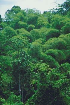 In addition to the important role rainforests play in earth's climate, they also are an important home to about half of the species of plants and wildlife on the planet. Animals Plants Rainforest: Ecological Canopy Layer Rainforest