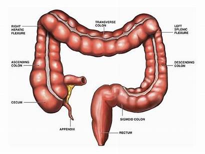 Colon Anatomy Intestine Illustration