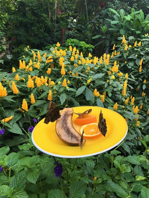 Butterfly Sanctuary - Tumblr Gallery