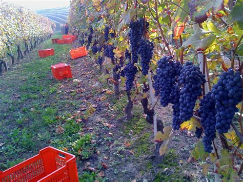 10 Reasons To Drink Real Italian Wine Huffpost