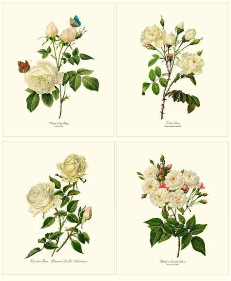 White Rose Vintage Botanical Prints Matched Set Of 4 Framed Prints