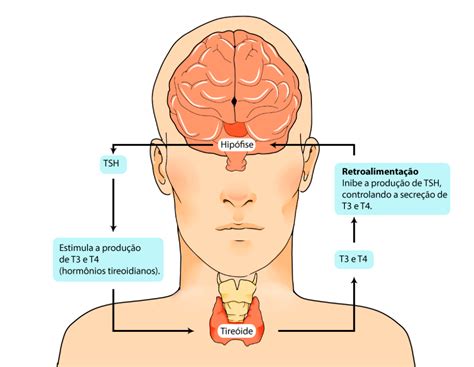 Eixo Hipotalamo Hipofise Tireoide Edulearn