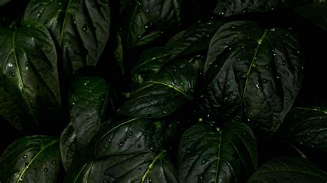 Rain Drops Leaves Uhd 4k Wallpaper Pixelz