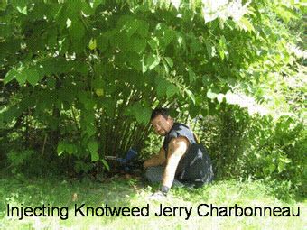 There's some promising research looking into japanese knotweed japanese knotweed lyme specifically targets leptospira and treponema denticola types of lyme diseases. Treat Knotweed | Invasive plants, Plants, Cape breton island