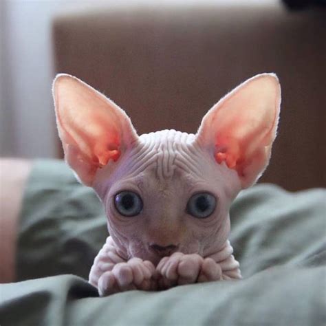 Sphynx Cat Breed The Hairless And Extrovert
