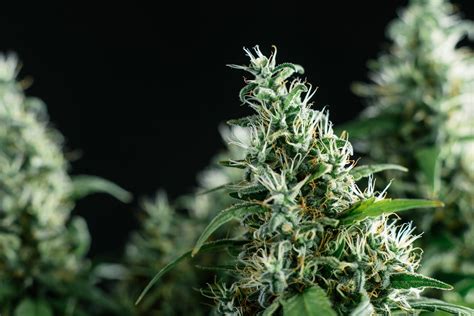 Detail of fresh green medical marihuana flower creating big bud with pistils, stigmas and trichomes in form of crystals containing high amounts of thc and cannabinoids. 3 Reasons Cannabis Stocks Face-Planted in 2019 | The ...