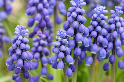 Muscari Armeniacum The Garden Club Of Houston