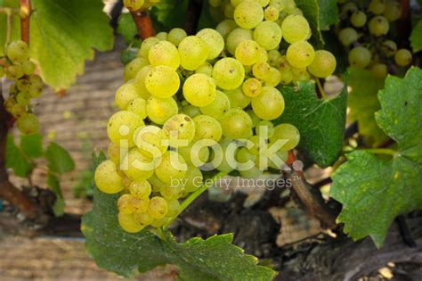 Close Up Of Organic Chardonnay Wine Grapes On Vine Stock Photo