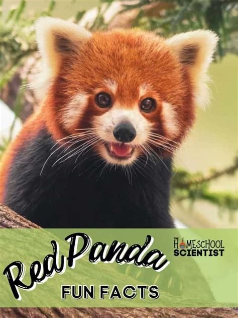 Red Panda Facts - The Homeschool Scientist