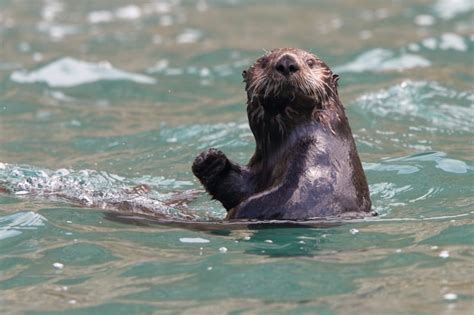10 Endangered Sea Otters Conservation