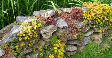Weitere ideen zu garten, pool im garten, gartenpools. Natursteinmauern bepflanzen - Mein schöner Garten