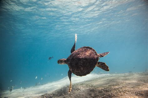 Swim With Sea Turtles On Oahu Journey Era