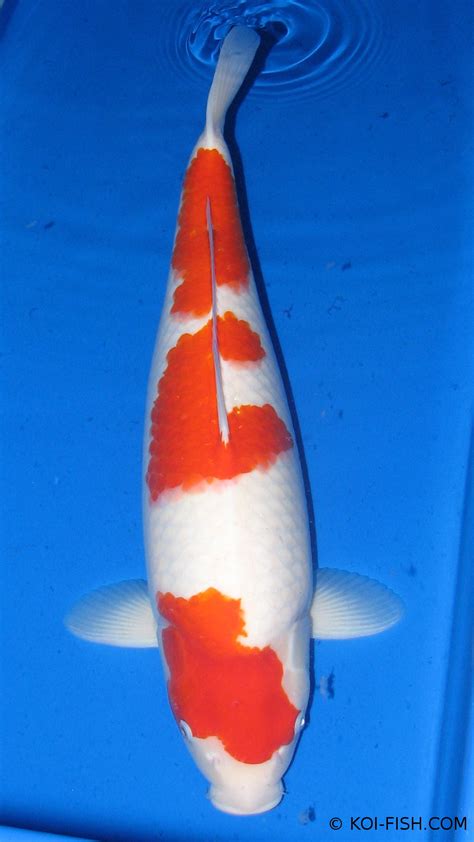 Kohaku Koi | Koi Fish Information