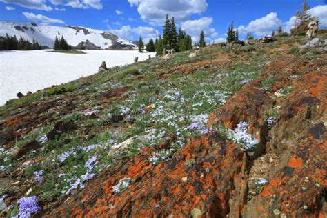 Blooming Alpine Tundra Meadow Wildflowers Stock Photos Free And Royalty