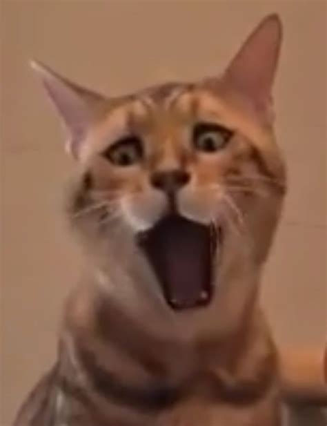 Funniest Yawn Ive Seen From A Cat Cat Yawning Cats Cute Animals