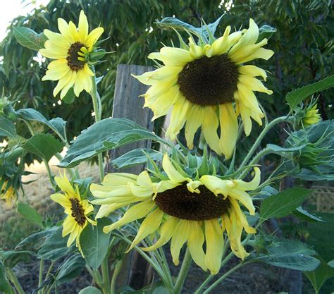 Photographing Flowers: Growing Sunflowers