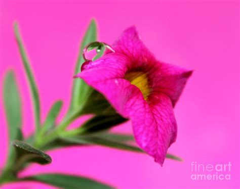 Perfectly Pink Photograph By Krissy Katsimbras Fine Art America