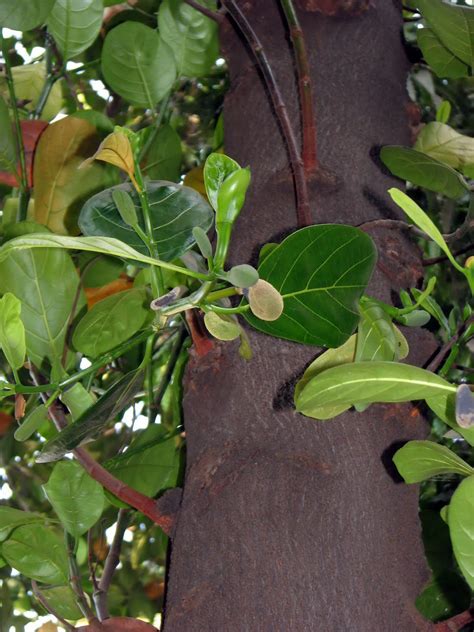 Artocarpus Integrifolia Jack Fruit Kathal Fanas Phanas Flowering