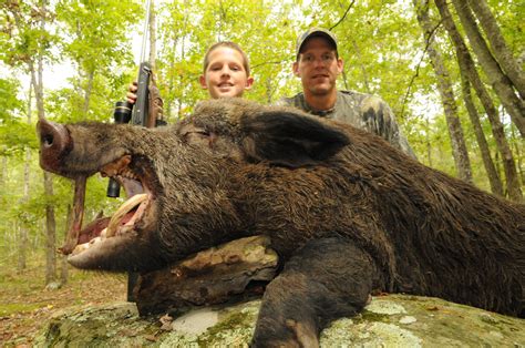 Wild Boar | Caryonah Hunting Lodge
