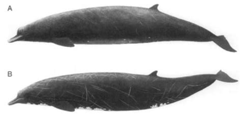 Taxon:berardius bairdii on mammal species of the world.don e. Giant Beaked Whales (marine mammals)
