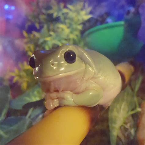 Did Someone Say Cute Froggy Rfrogs